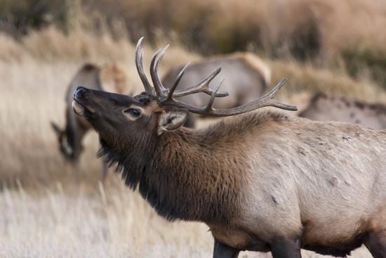 The Wapiti Elk